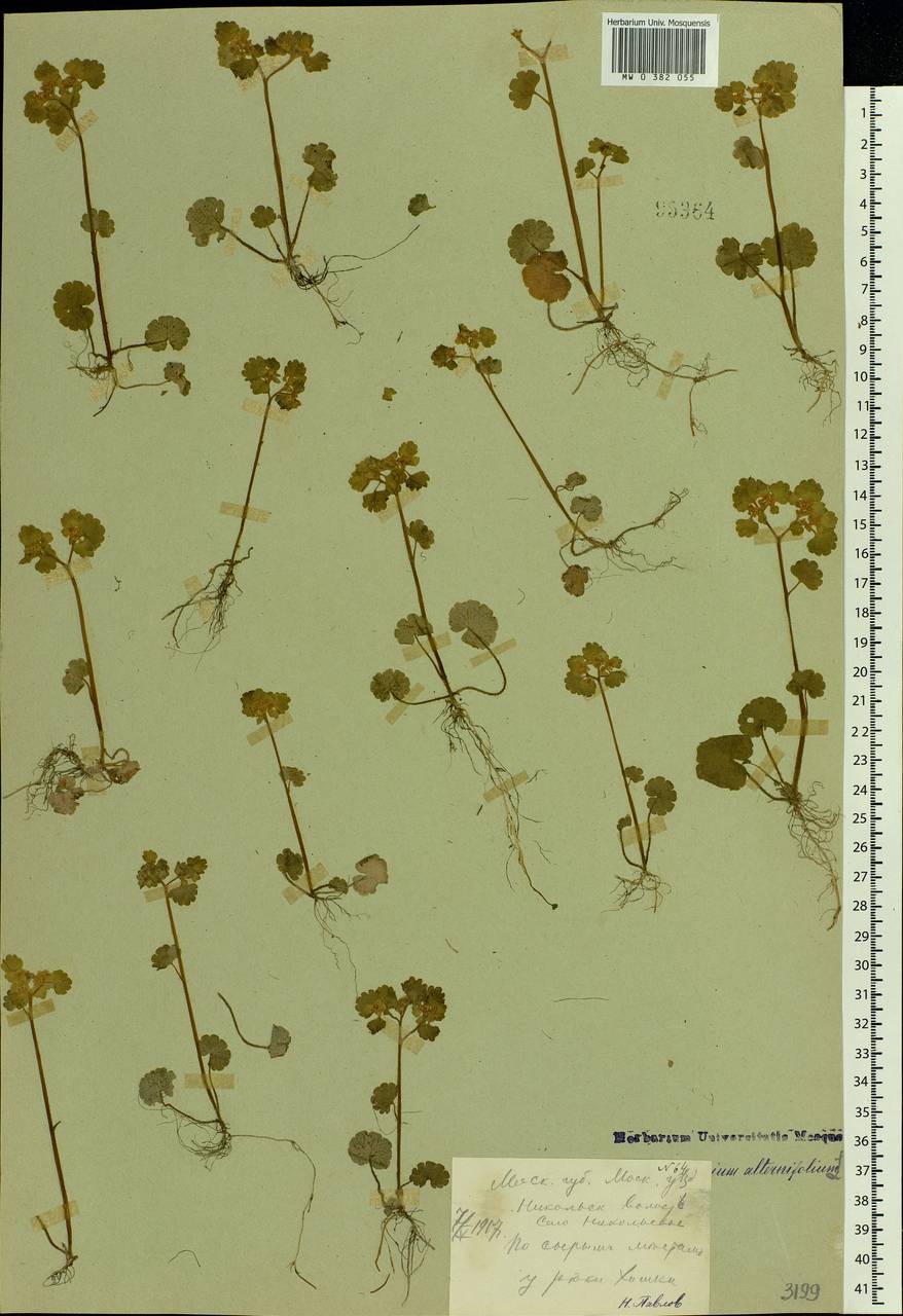 Chrysosplenium alternifolium L., Eastern Europe, Moscow region (E4a) (Russia)