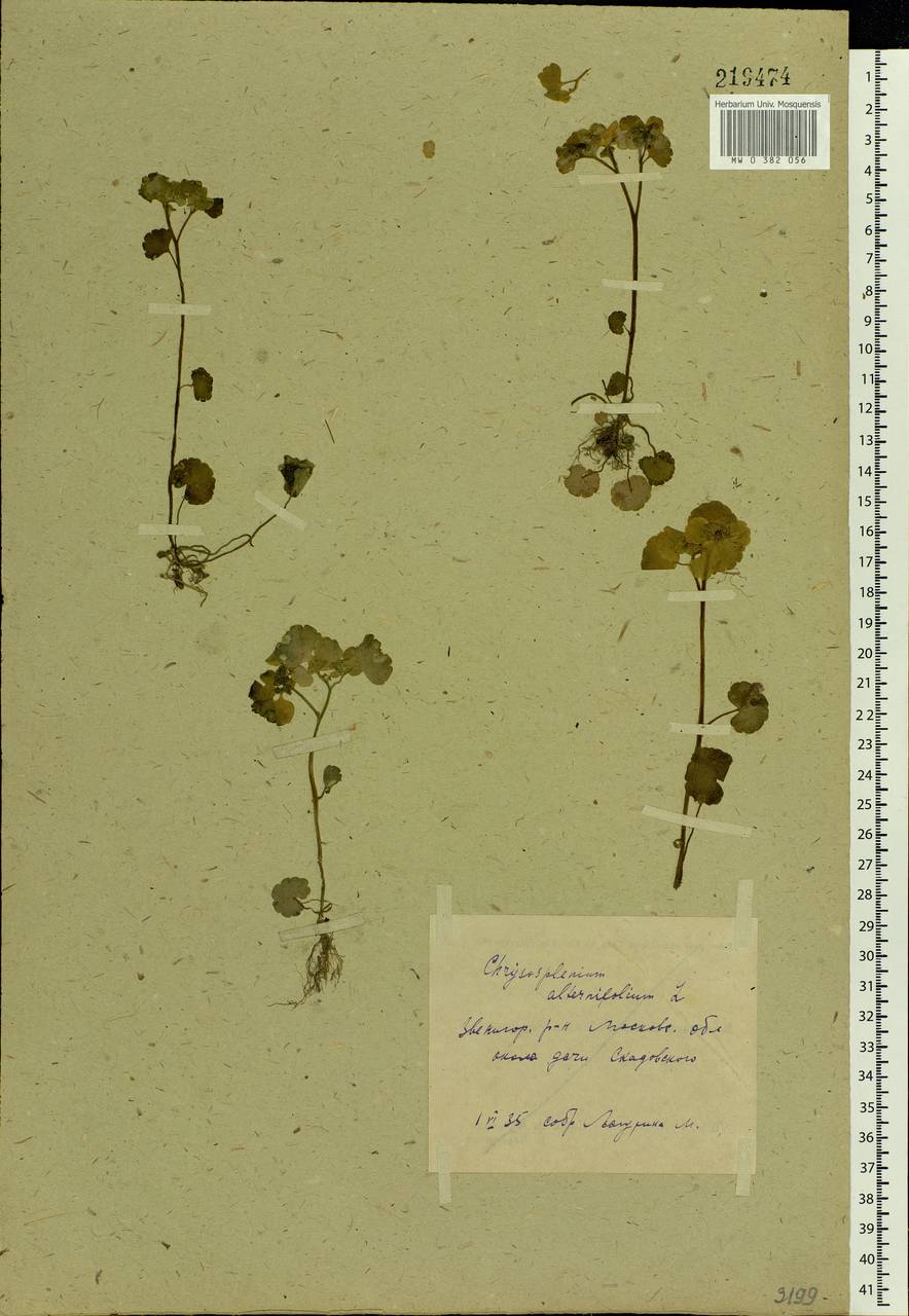 Chrysosplenium alternifolium L., Eastern Europe, Moscow region (E4a) (Russia)