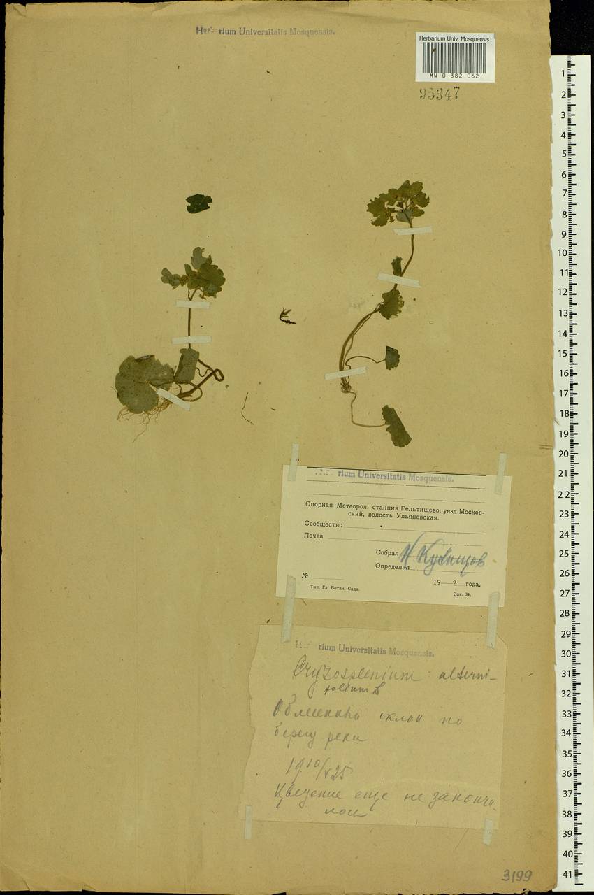 Chrysosplenium alternifolium L., Eastern Europe, Moscow region (E4a) (Russia)