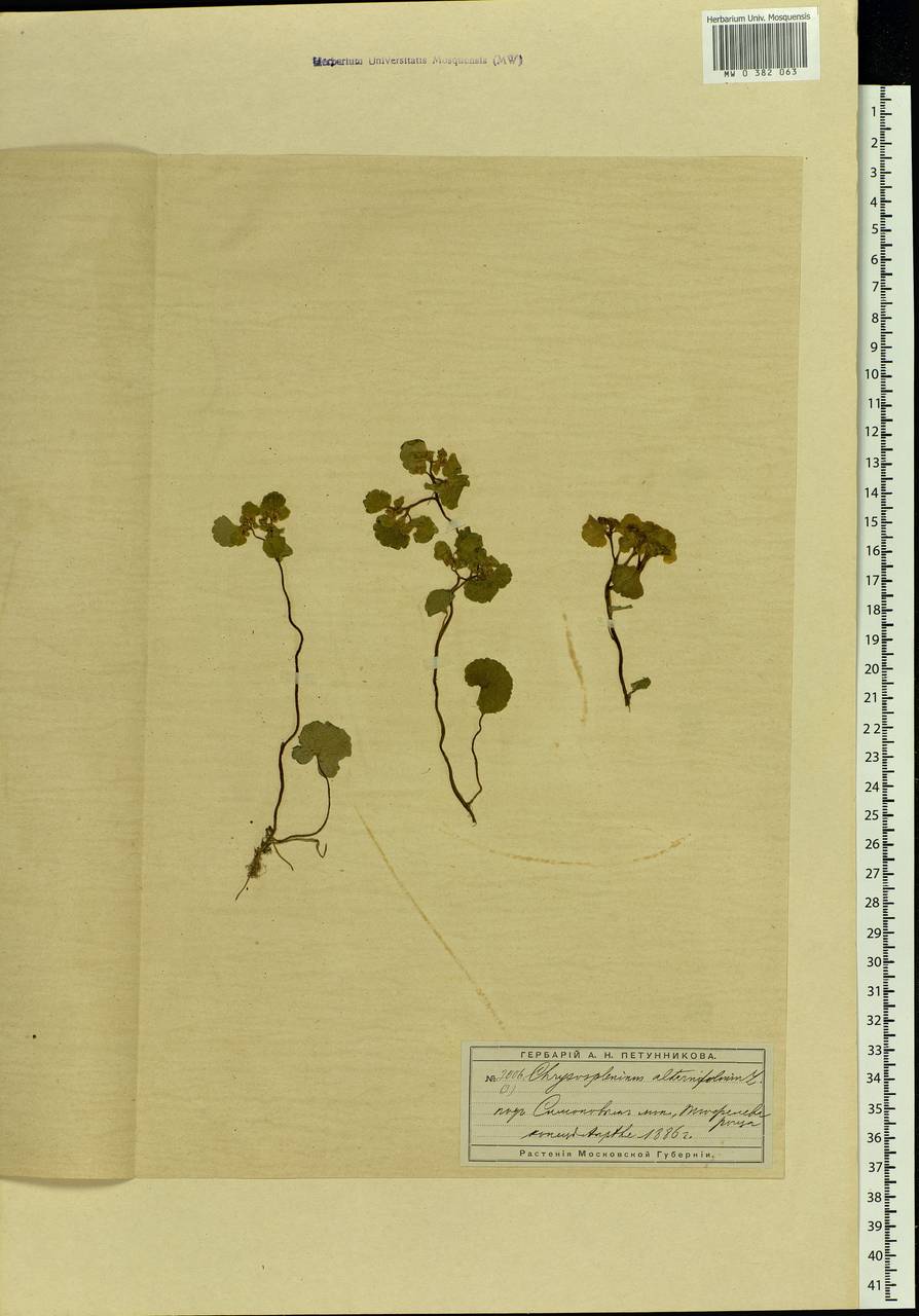 Chrysosplenium alternifolium L., Eastern Europe, Moscow region (E4a) (Russia)