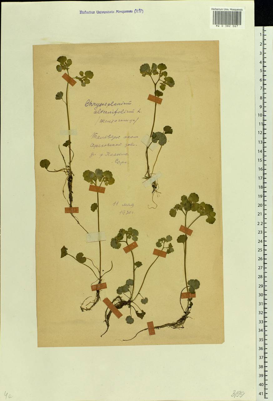 Chrysosplenium alternifolium L., Eastern Europe, Moscow region (E4a) (Russia)