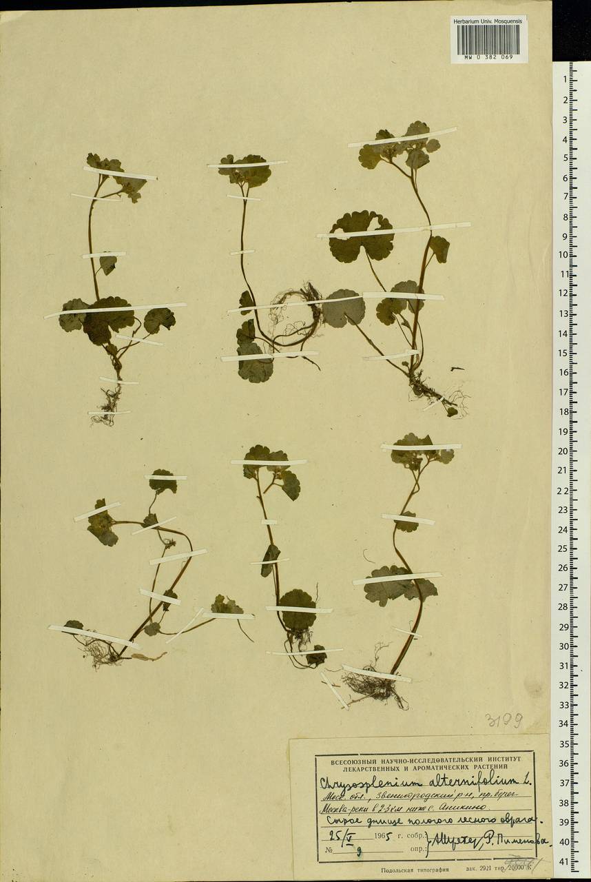 Chrysosplenium alternifolium L., Eastern Europe, Moscow region (E4a) (Russia)