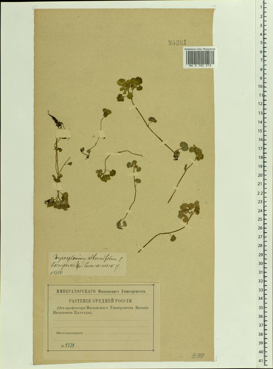 Chrysosplenium alternifolium L., Eastern Europe, Central forest region (E5) (Russia)