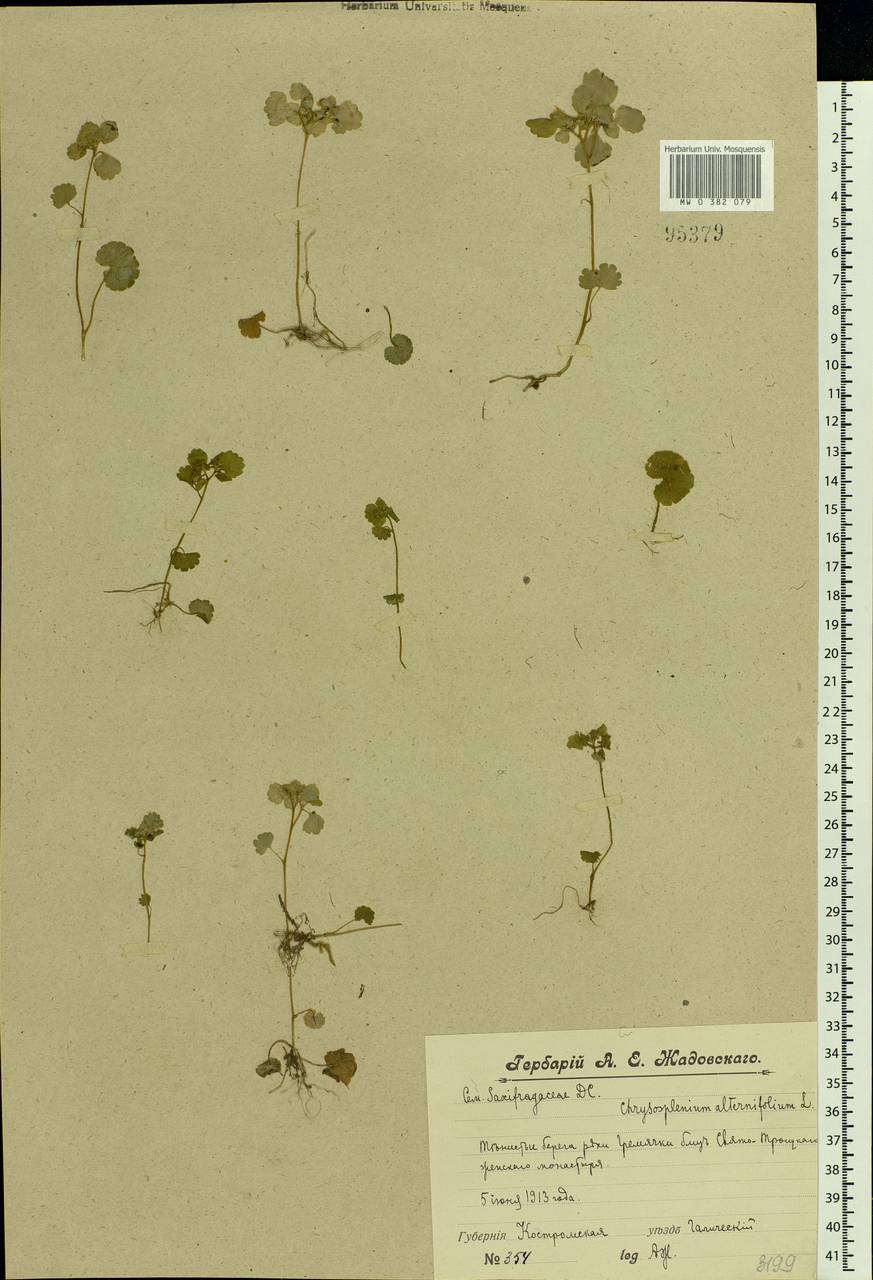 Chrysosplenium alternifolium L., Eastern Europe, Central forest region (E5) (Russia)