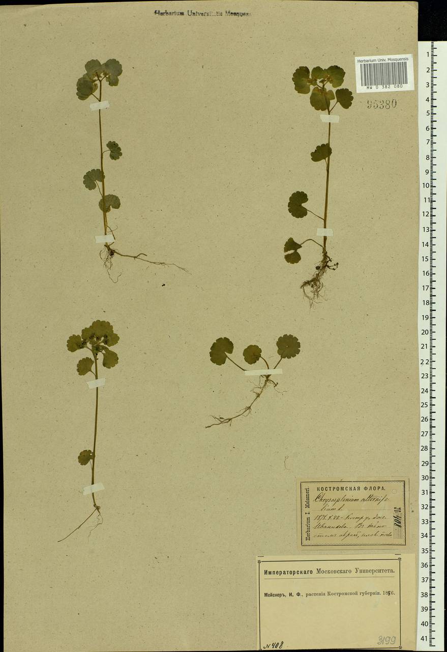 Chrysosplenium alternifolium L., Eastern Europe, Central forest region (E5) (Russia)