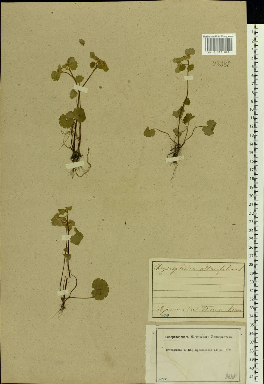 Chrysosplenium alternifolium L., Eastern Europe, Central forest region (E5) (Russia)