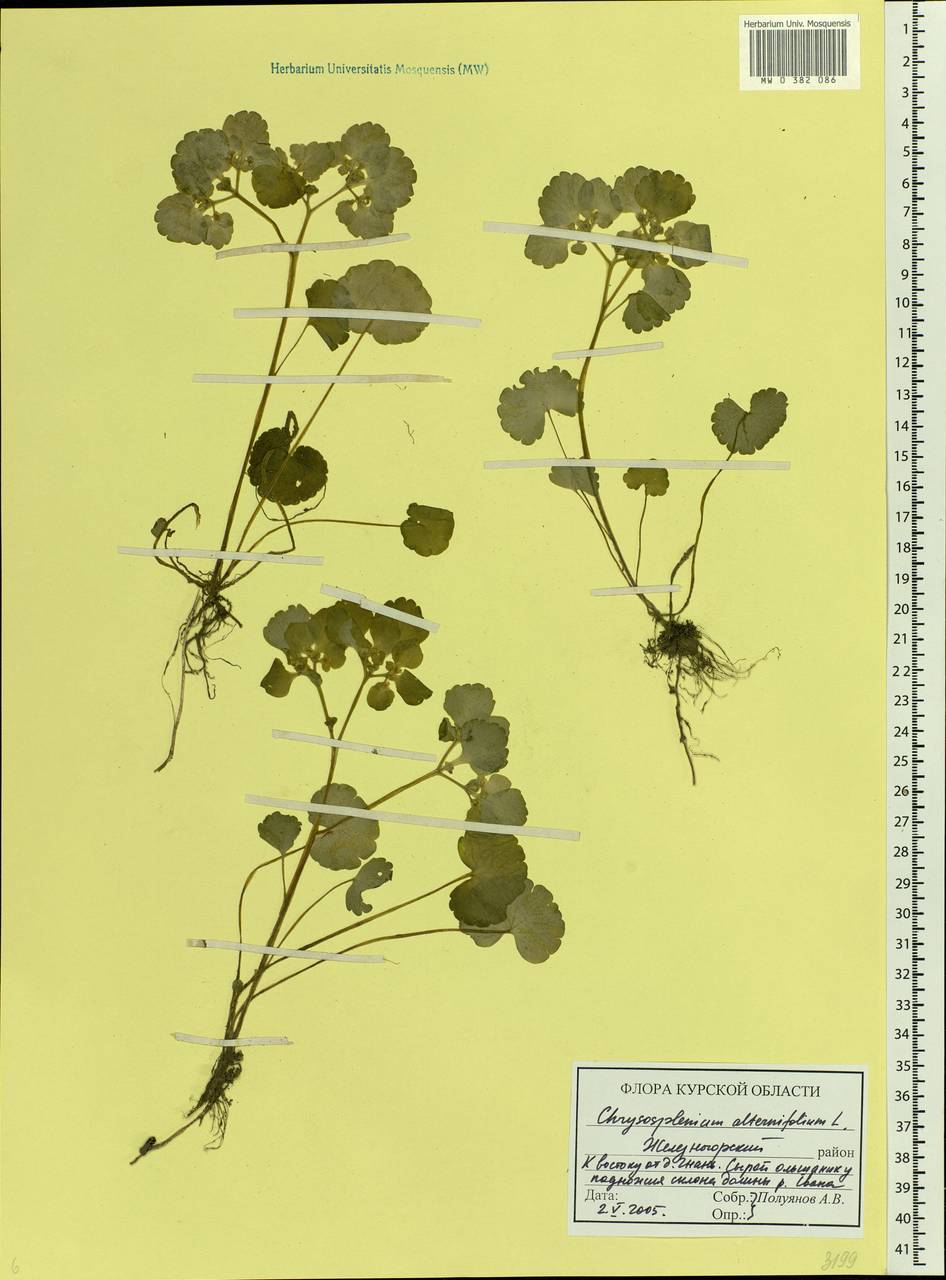 Chrysosplenium alternifolium L., Eastern Europe, Central forest-and-steppe region (E6) (Russia)