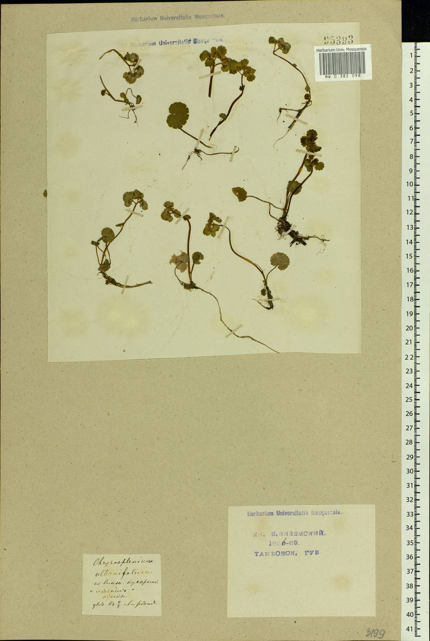 Chrysosplenium alternifolium L., Eastern Europe, Central forest-and-steppe region (E6) (Russia)