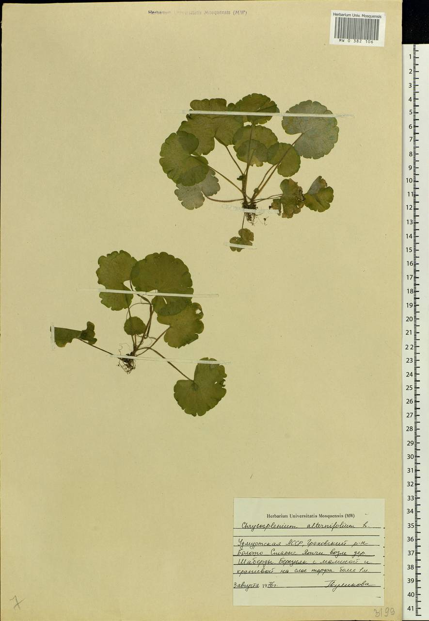 Chrysosplenium alternifolium L., Eastern Europe, Volga-Kama region (E7) (Russia)