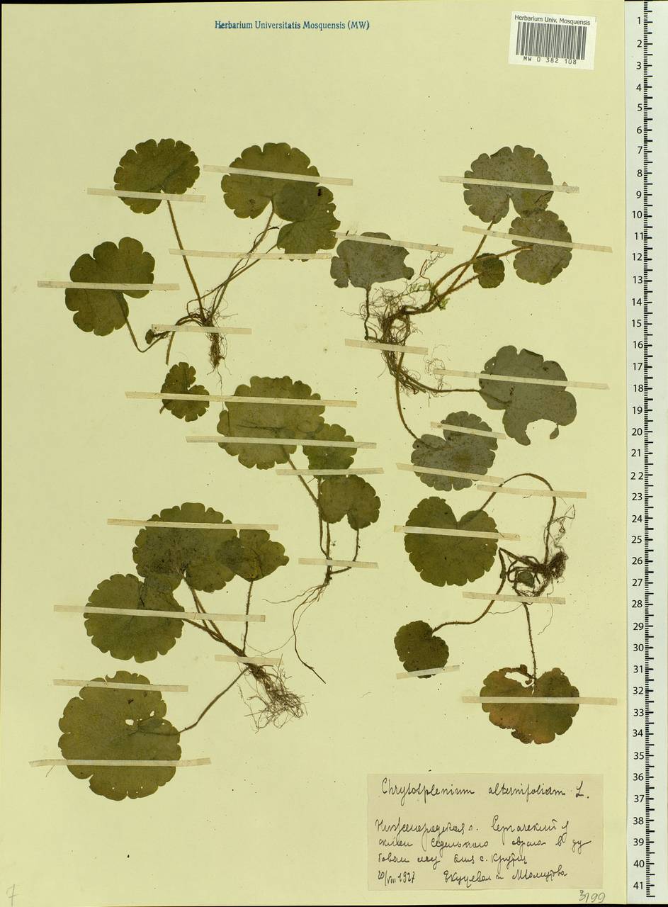 Chrysosplenium alternifolium L., Eastern Europe, Volga-Kama region (E7) (Russia)
