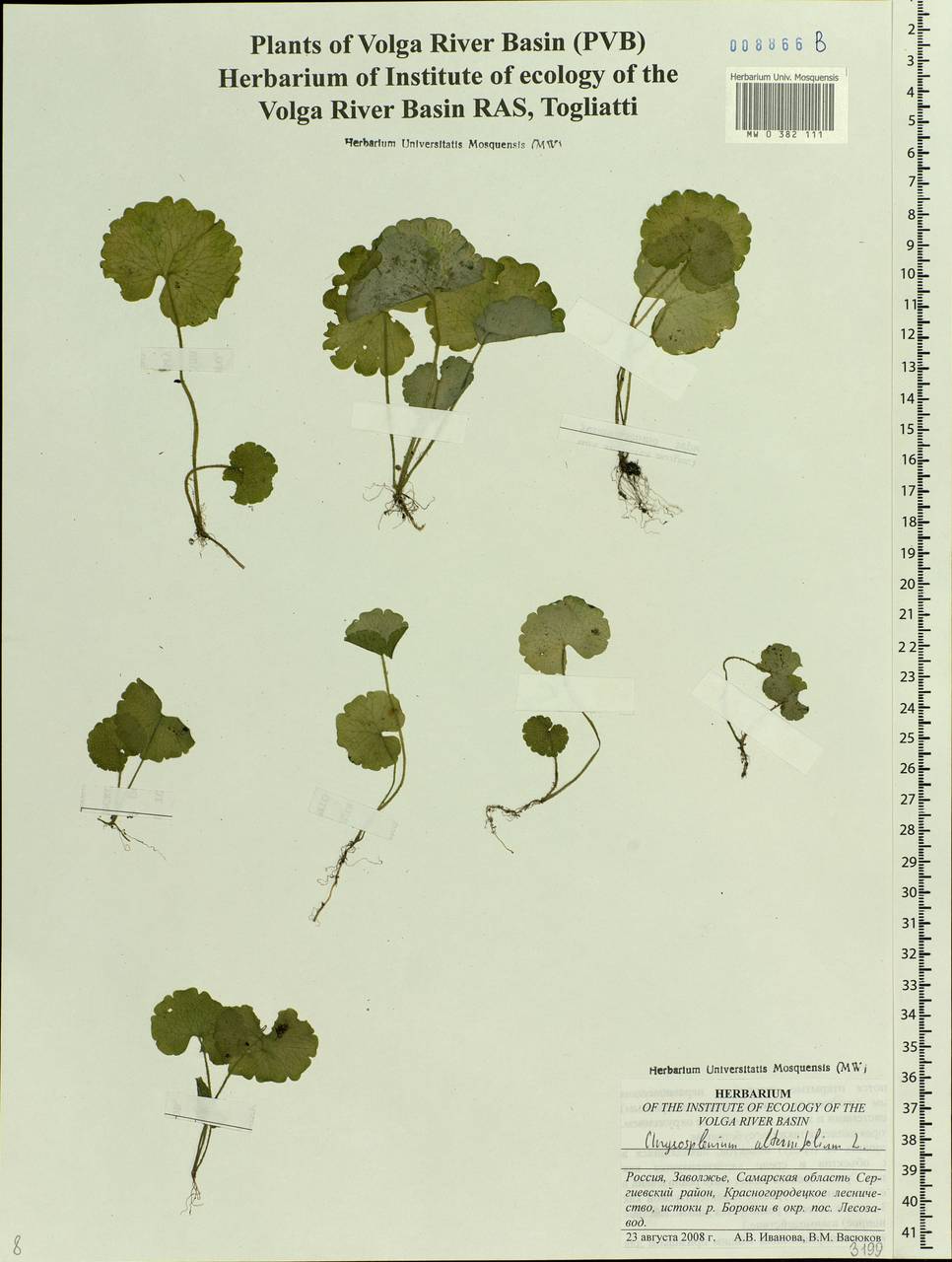 Chrysosplenium alternifolium L., Eastern Europe, Middle Volga region (E8) (Russia)