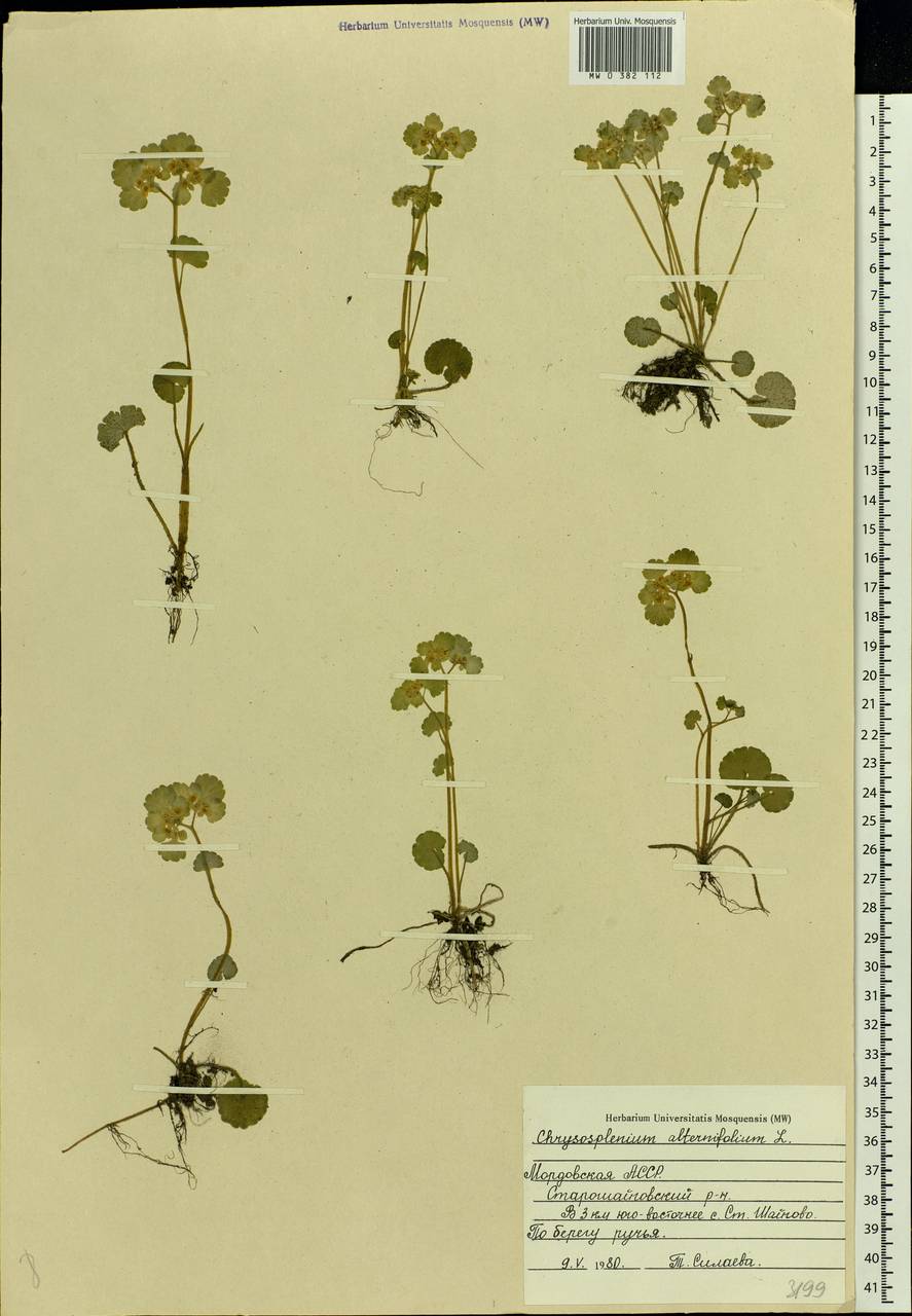 Chrysosplenium alternifolium L., Eastern Europe, Middle Volga region (E8) (Russia)