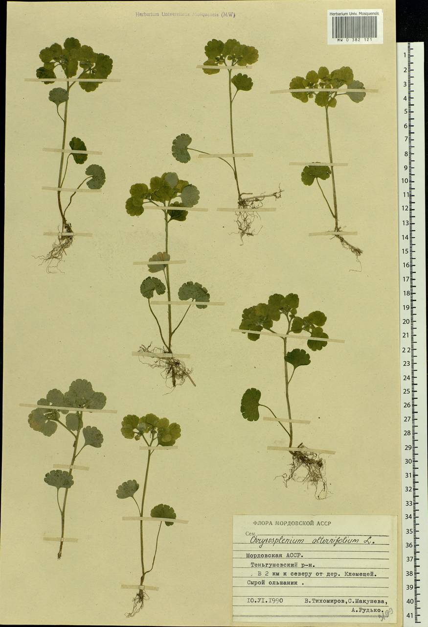Chrysosplenium alternifolium L., Eastern Europe, Middle Volga region (E8) (Russia)