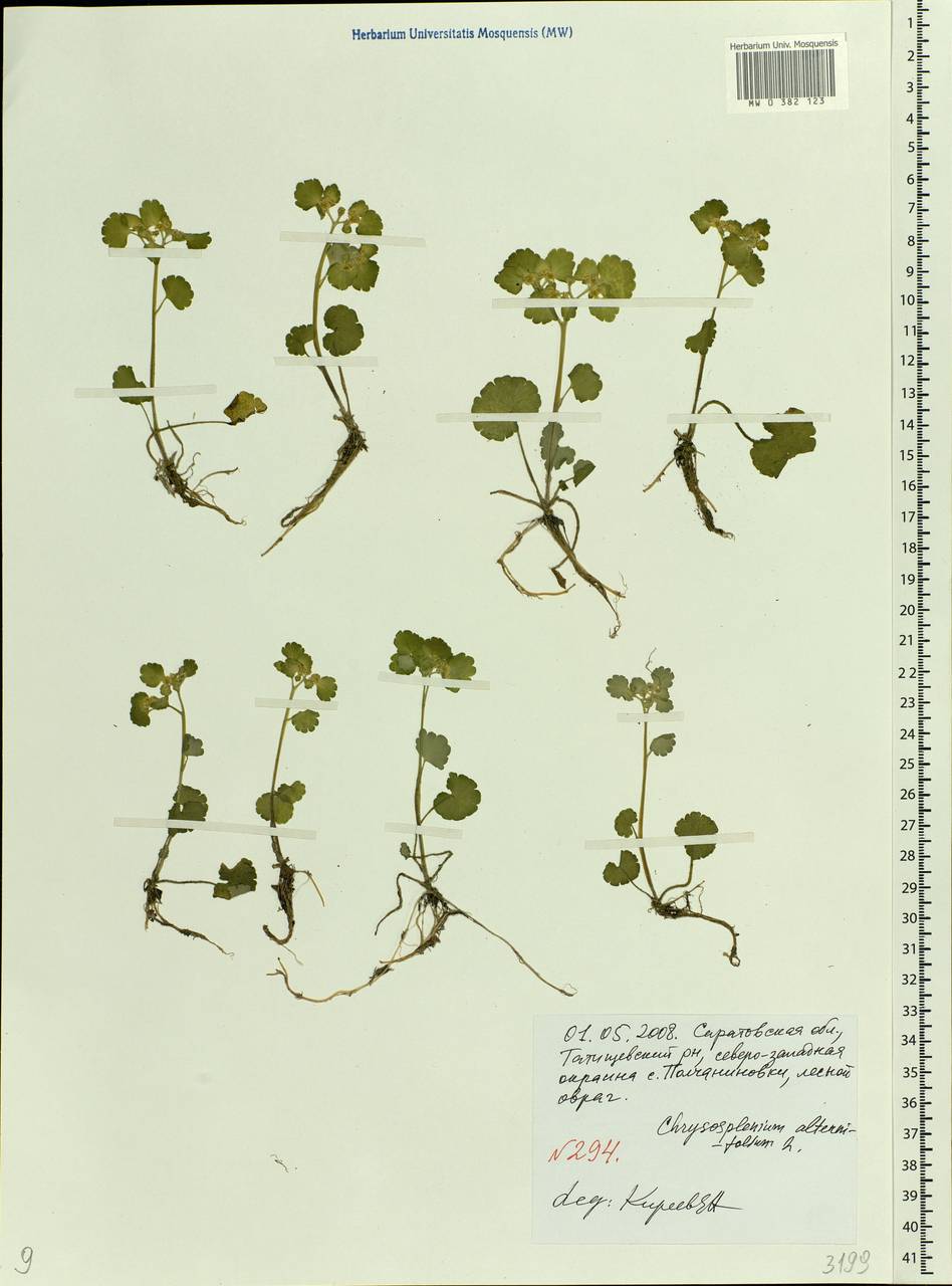 Chrysosplenium alternifolium L., Eastern Europe, Lower Volga region (E9) (Russia)