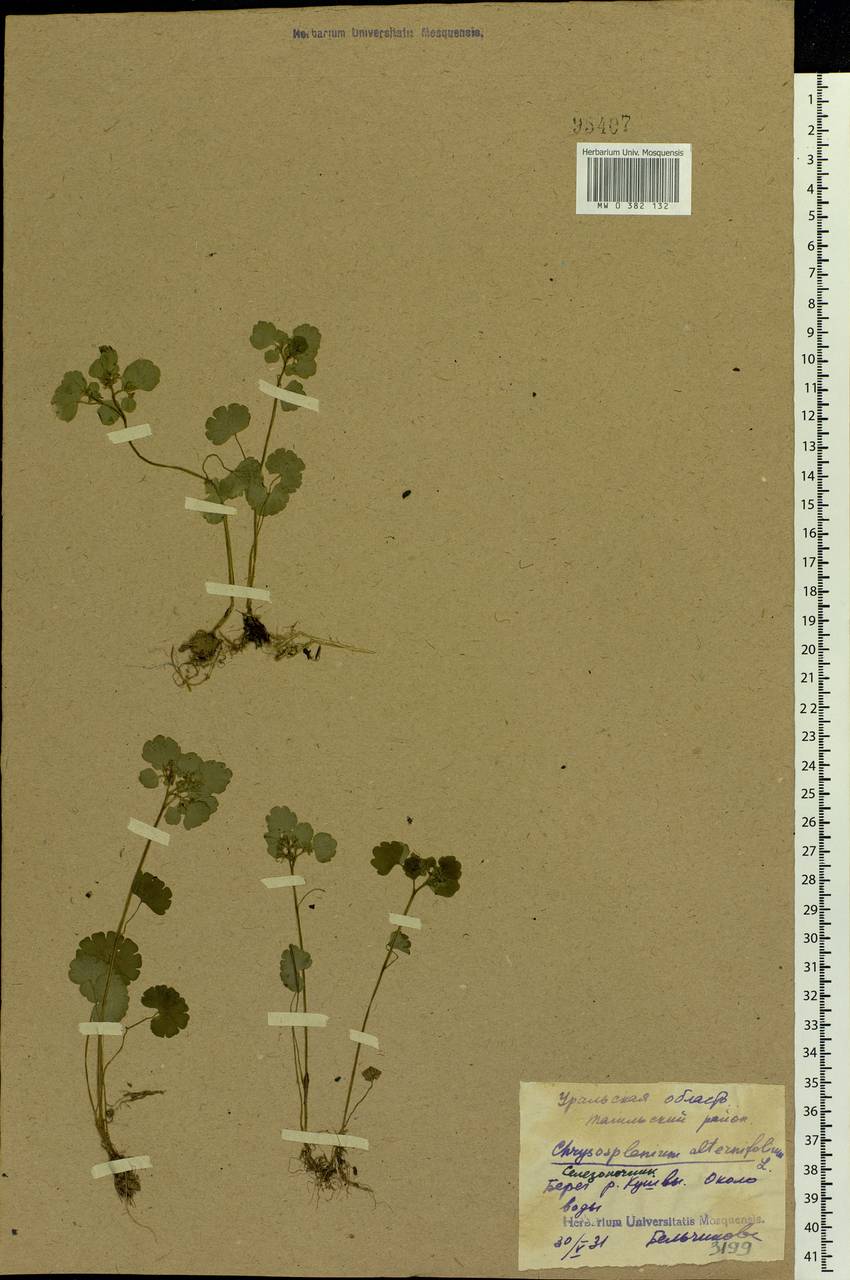 Chrysosplenium alternifolium L., Eastern Europe, Eastern region (E10) (Russia)