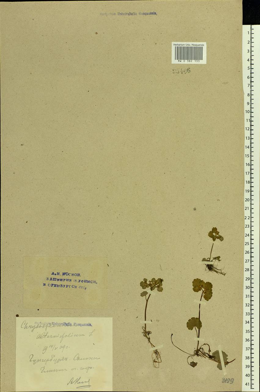 Chrysosplenium alternifolium L., Eastern Europe, Estonia (E2c) (Estonia)