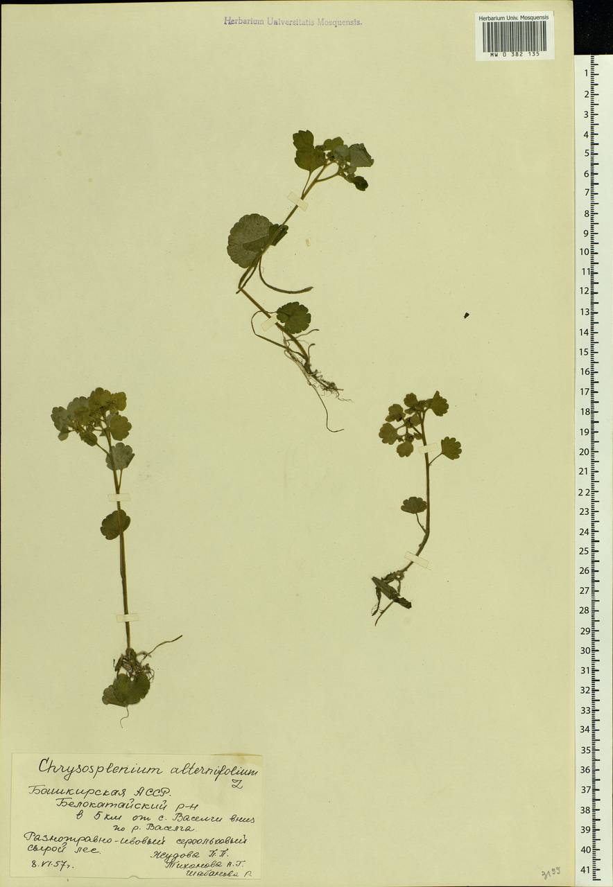 Chrysosplenium alternifolium L., Eastern Europe, Eastern region (E10) (Russia)