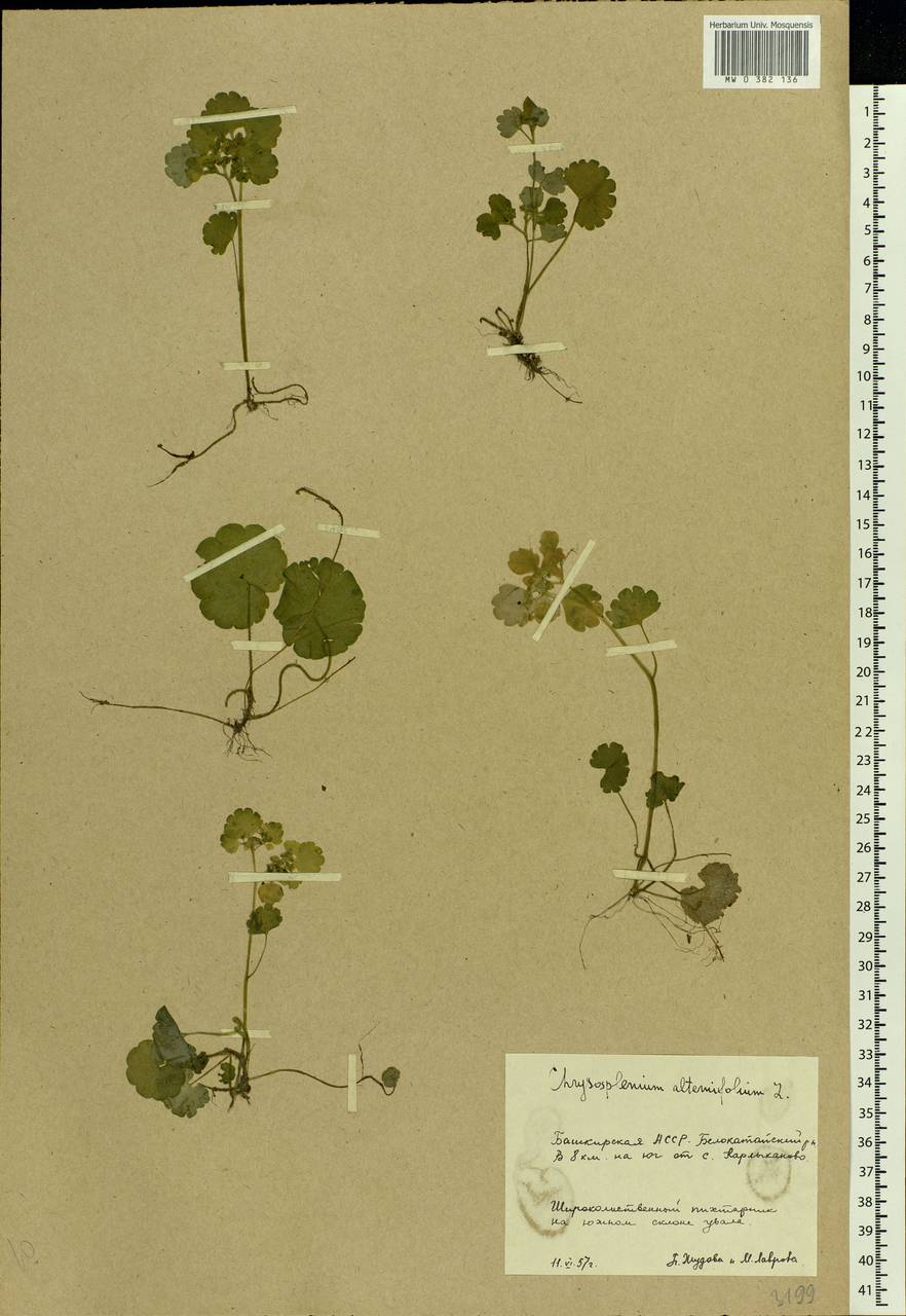Chrysosplenium alternifolium L., Eastern Europe, Eastern region (E10) (Russia)