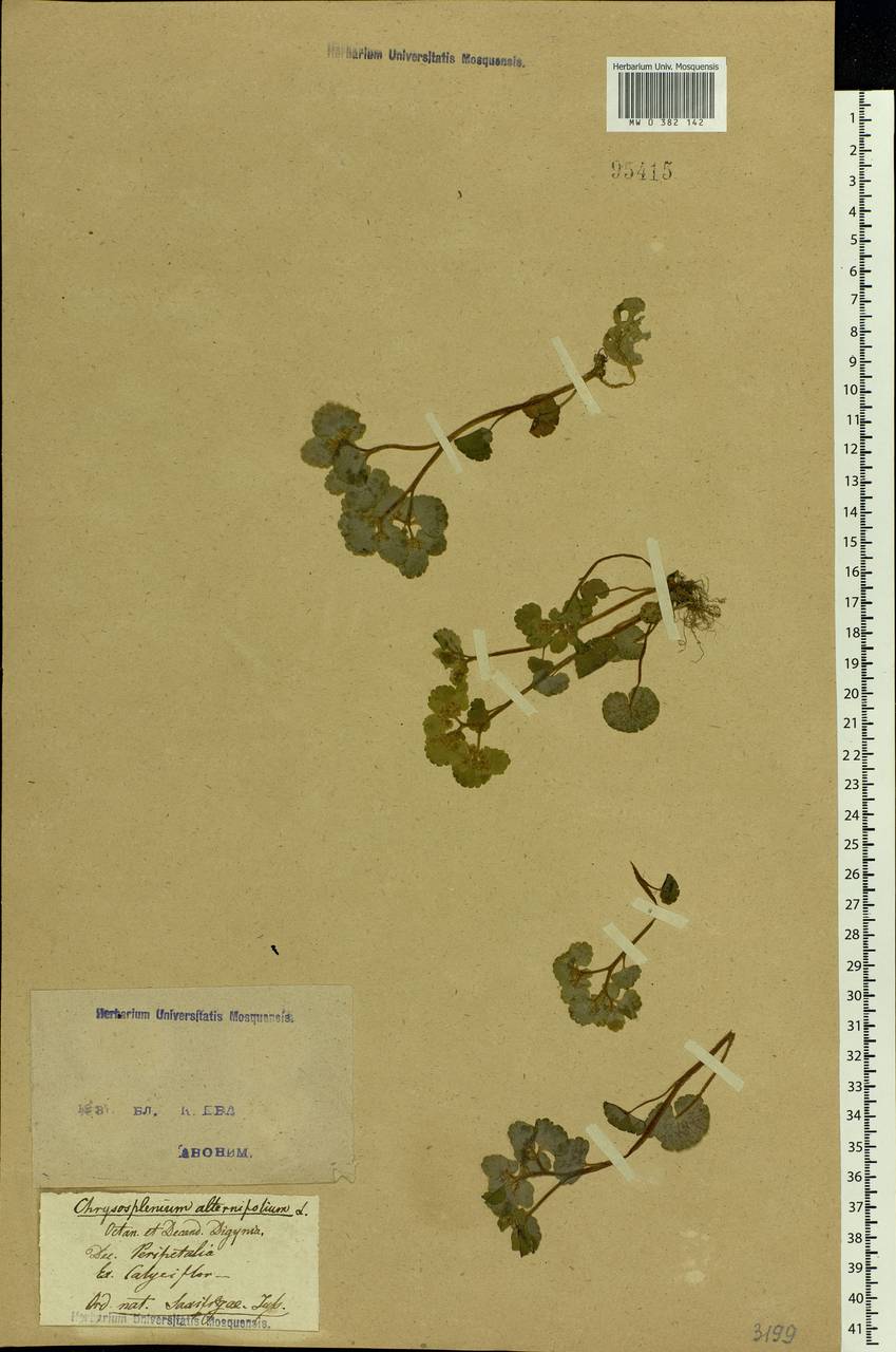 Chrysosplenium alternifolium L., Eastern Europe, North Ukrainian region (E11) (Ukraine)