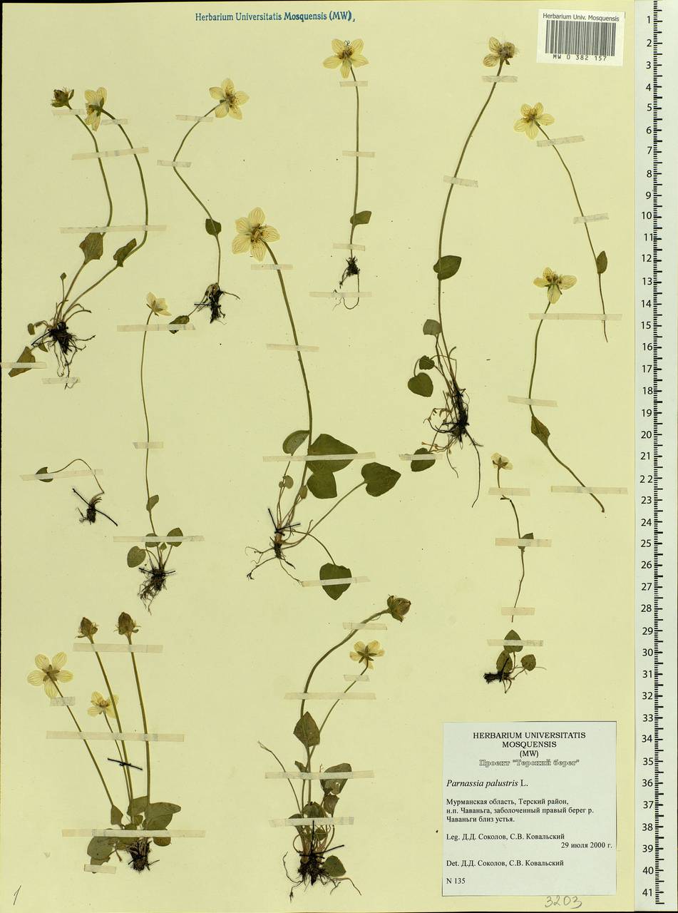 Parnassia palustris L., Eastern Europe, Northern region (E1) (Russia)