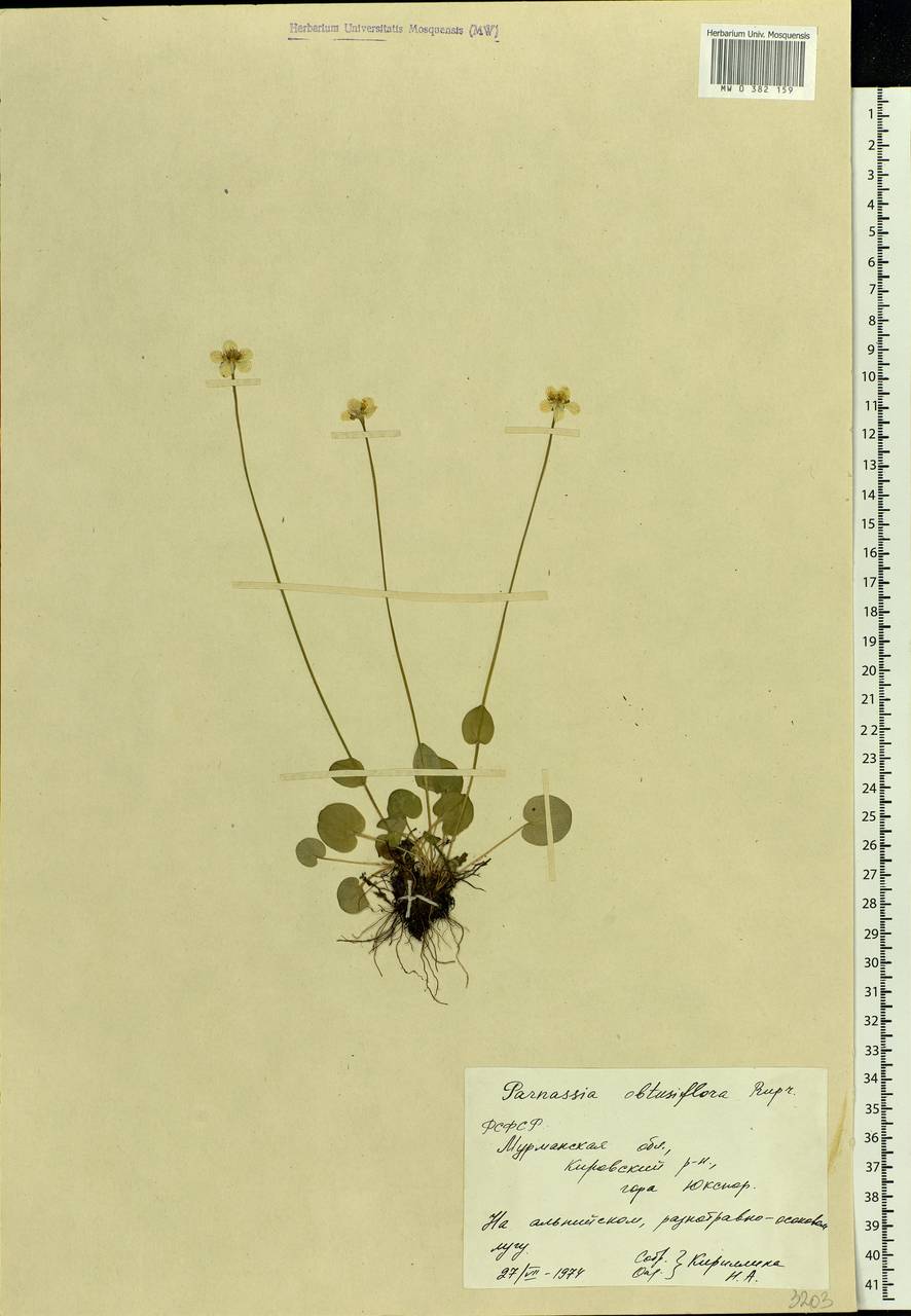 Parnassia palustris L., Eastern Europe, Northern region (E1) (Russia)