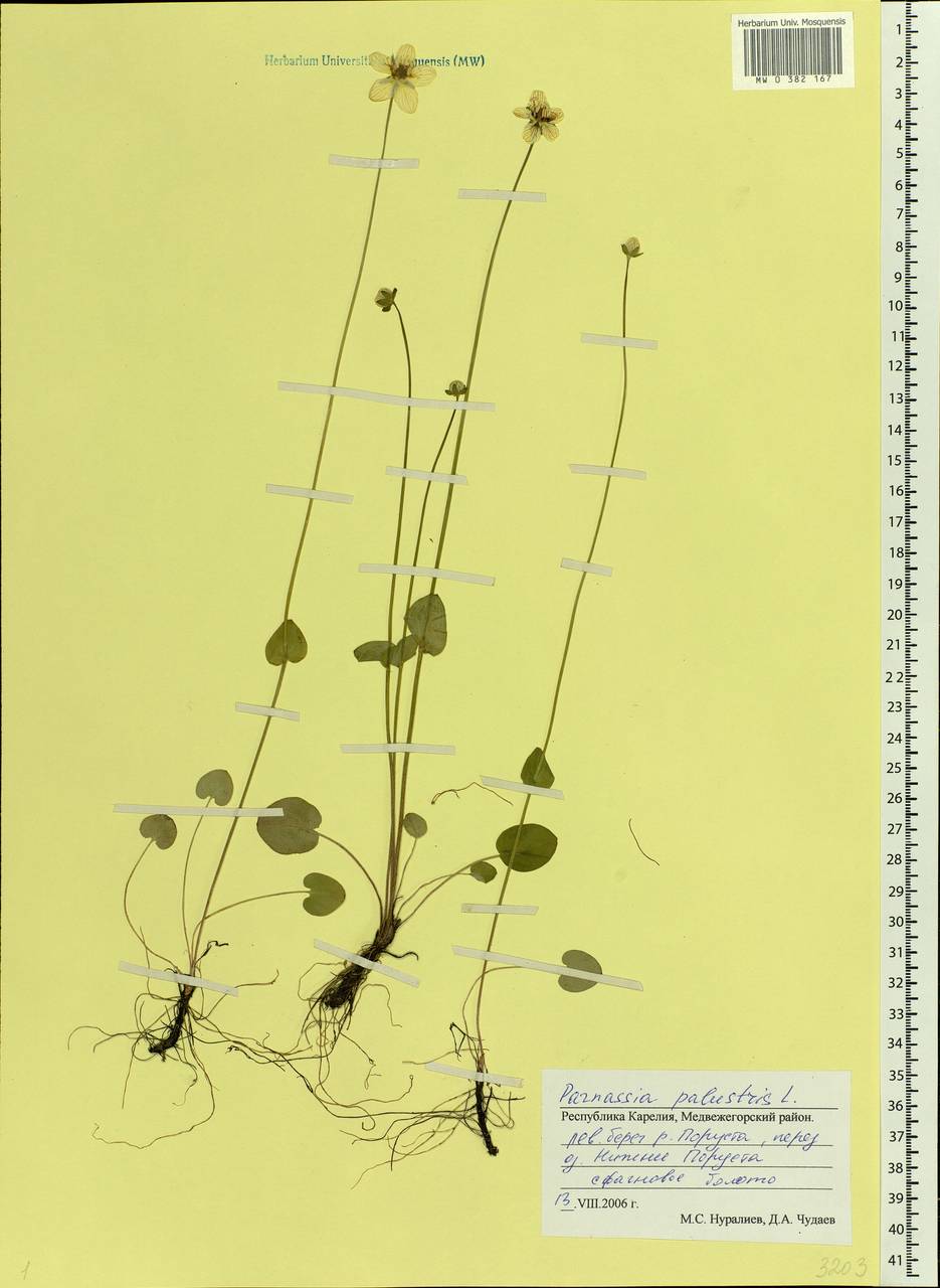 Parnassia palustris L., Eastern Europe, Northern region (E1) (Russia)