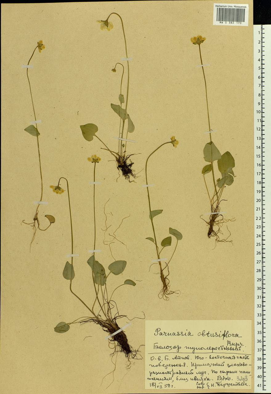 Parnassia palustris L., Eastern Europe, Northern region (E1) (Russia)