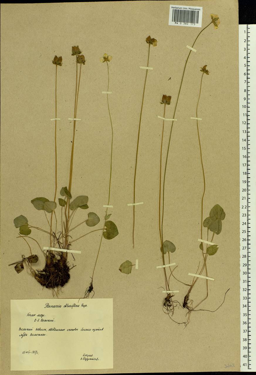 Parnassia palustris L., Eastern Europe, Northern region (E1) (Russia)