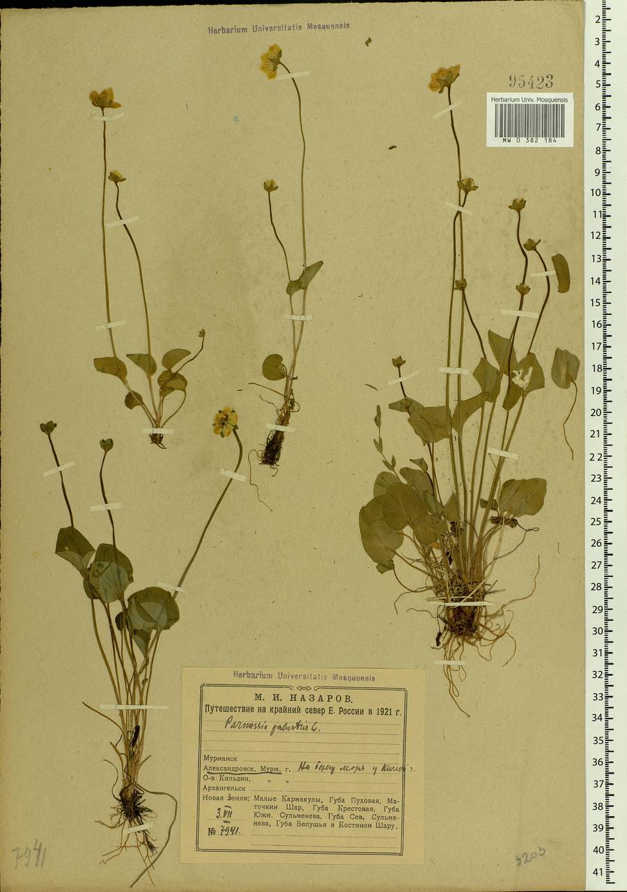 Parnassia palustris L., Eastern Europe, Northern region (E1) (Russia)