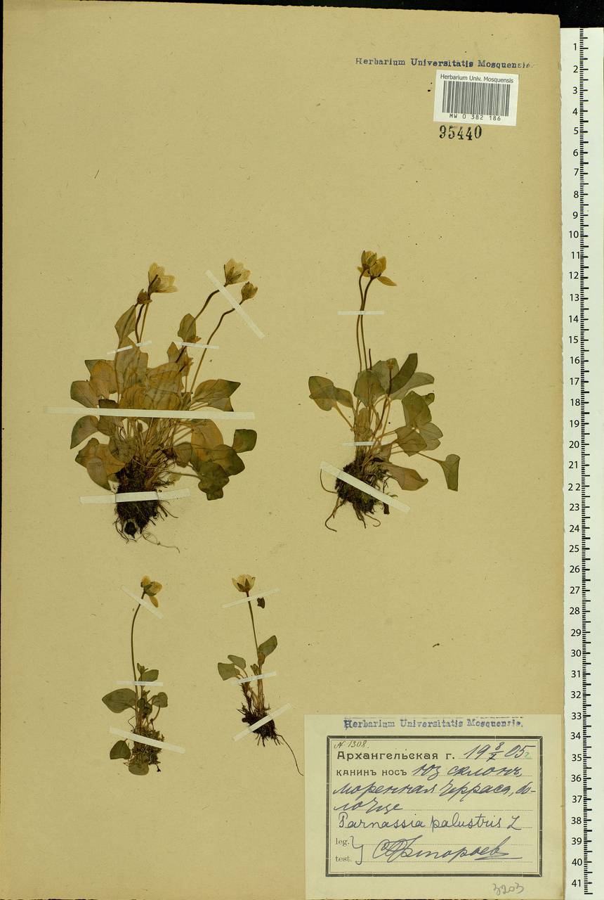 Parnassia palustris L., Eastern Europe, Northern region (E1) (Russia)