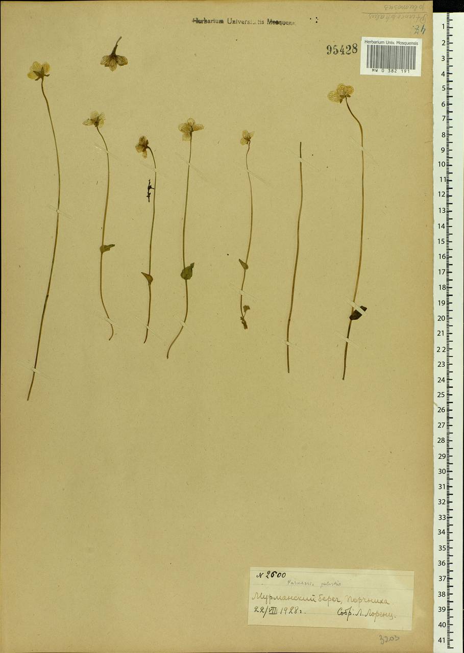 Parnassia palustris L., Eastern Europe, Northern region (E1) (Russia)