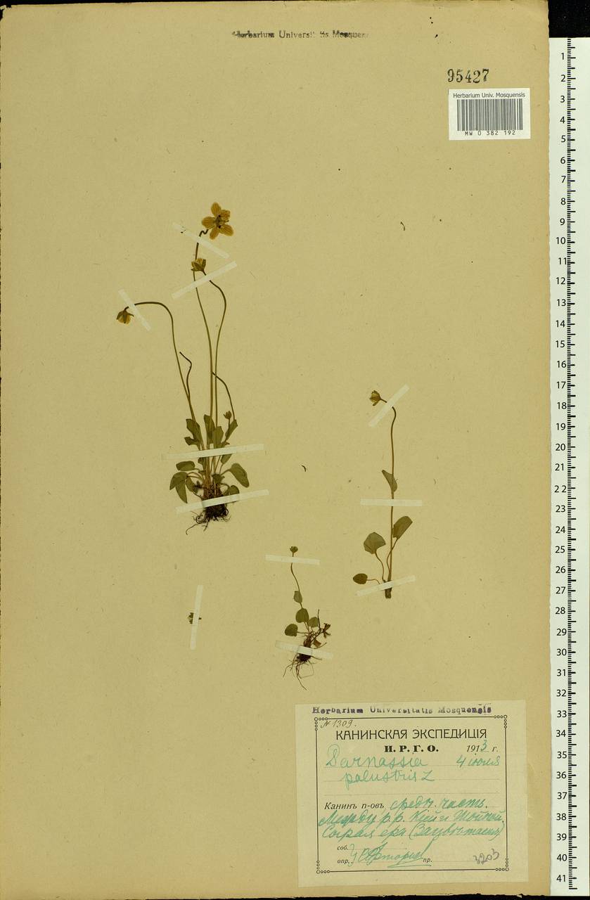 Parnassia palustris L., Eastern Europe, Northern region (E1) (Russia)