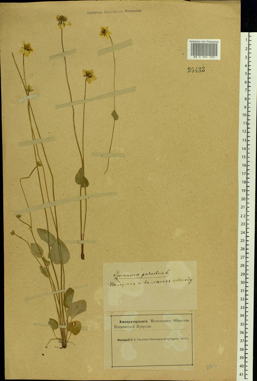 Parnassia palustris L., Eastern Europe, Northern region (E1) (Russia)