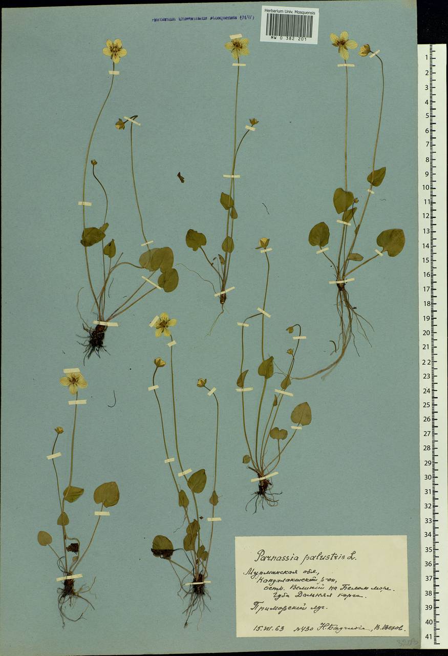 Parnassia palustris L., Eastern Europe, Northern region (E1) (Russia)