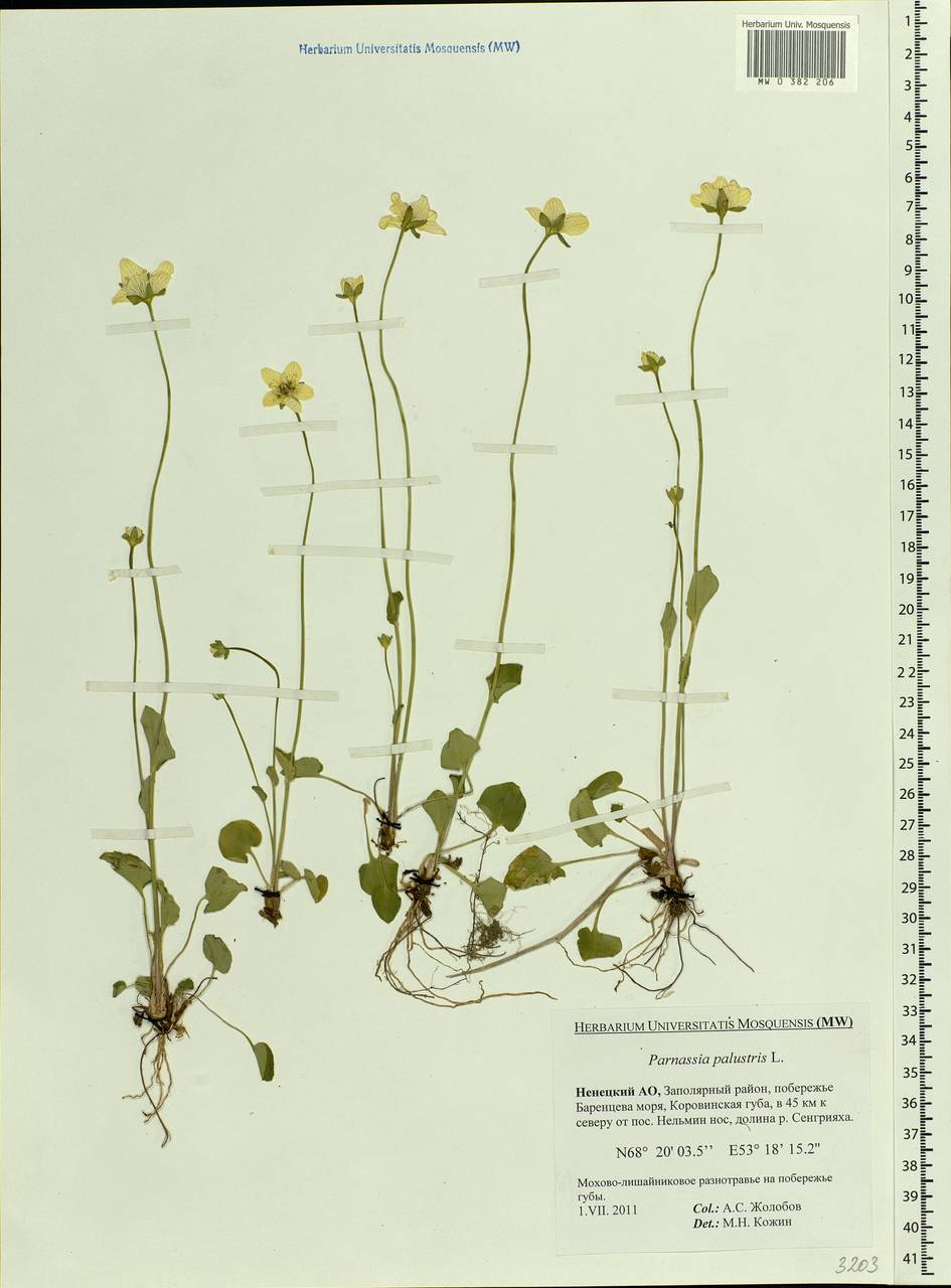 Parnassia palustris L., Eastern Europe, Northern region (E1) (Russia)