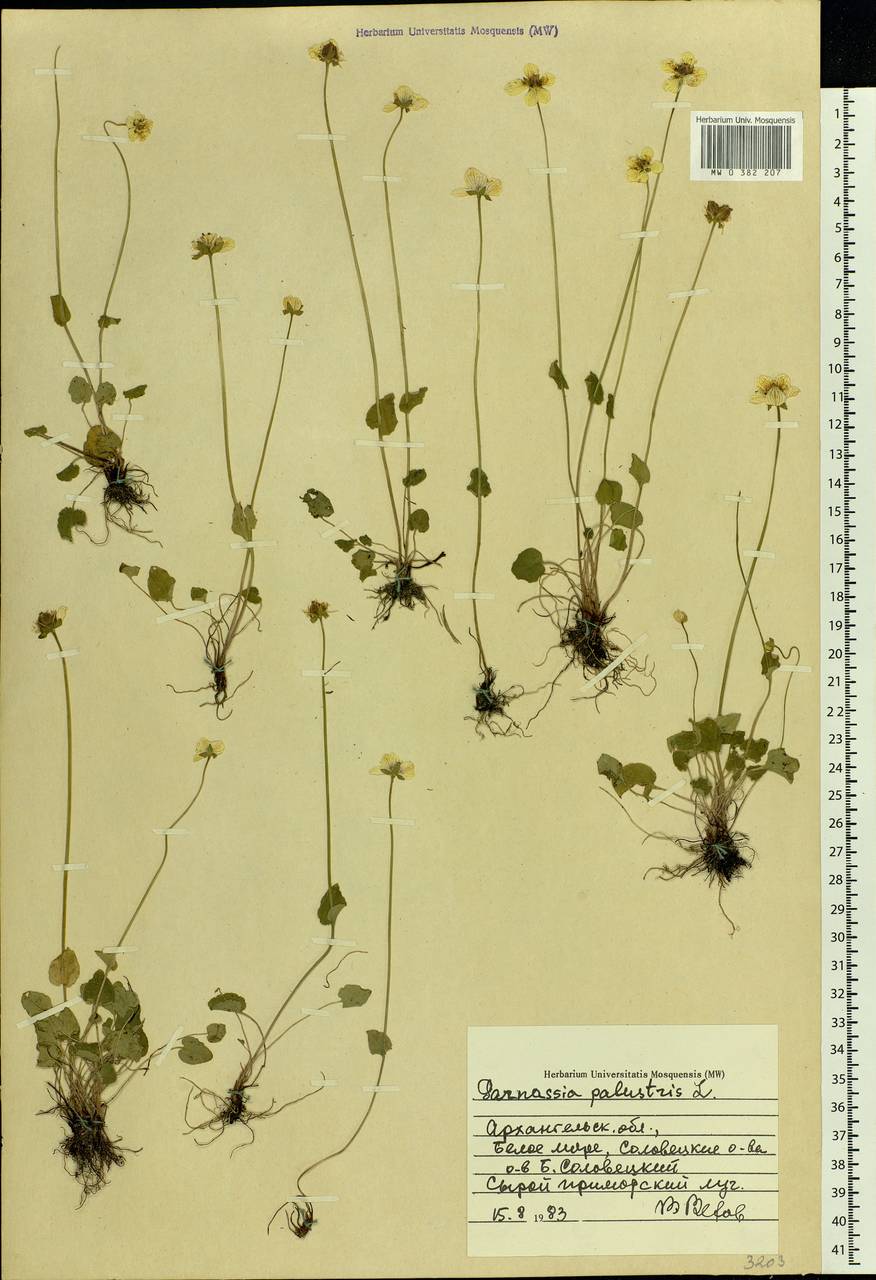 Parnassia palustris L., Eastern Europe, Northern region (E1) (Russia)