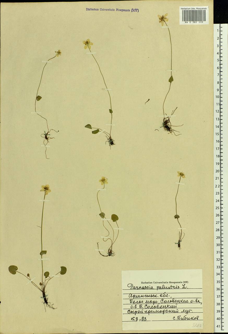 Parnassia palustris L., Eastern Europe, Northern region (E1) (Russia)