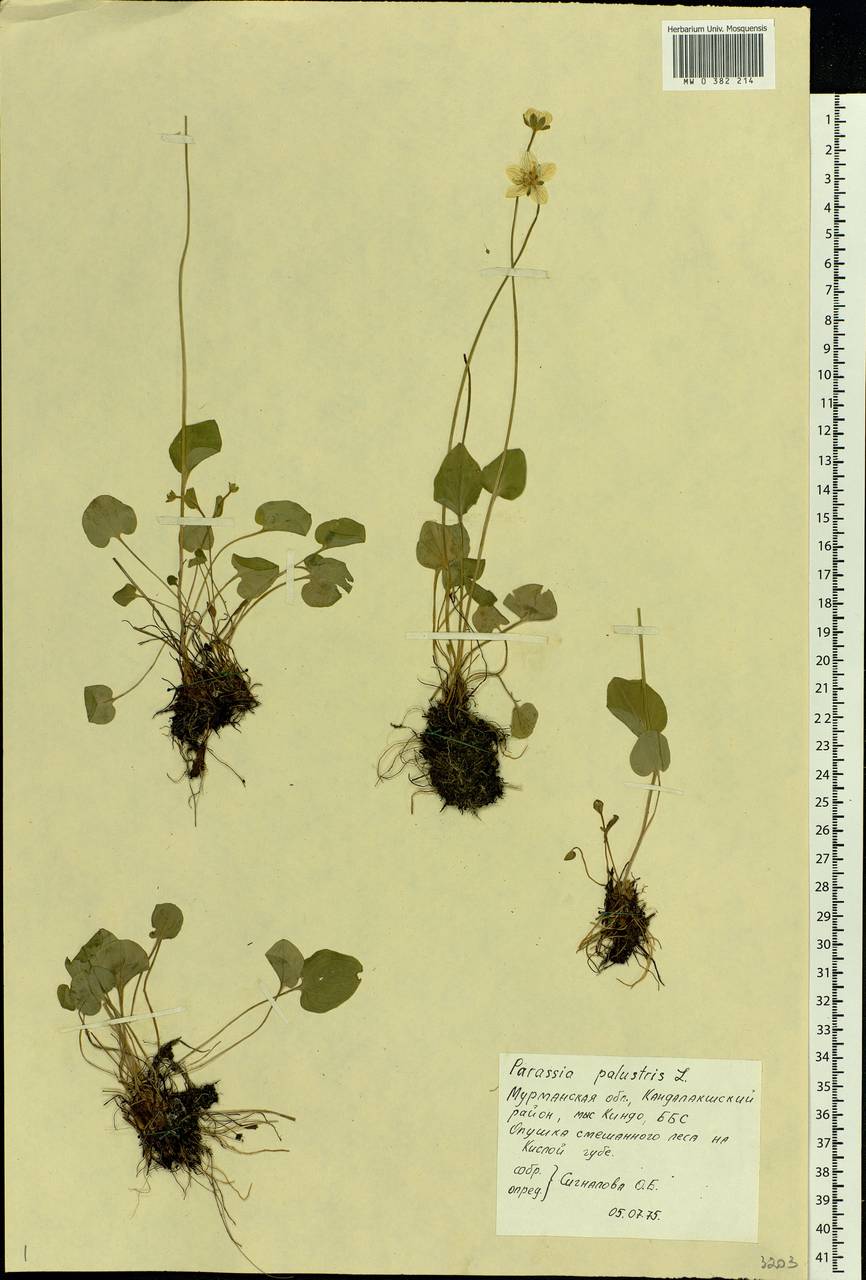 Parnassia palustris L., Eastern Europe, Northern region (E1) (Russia)