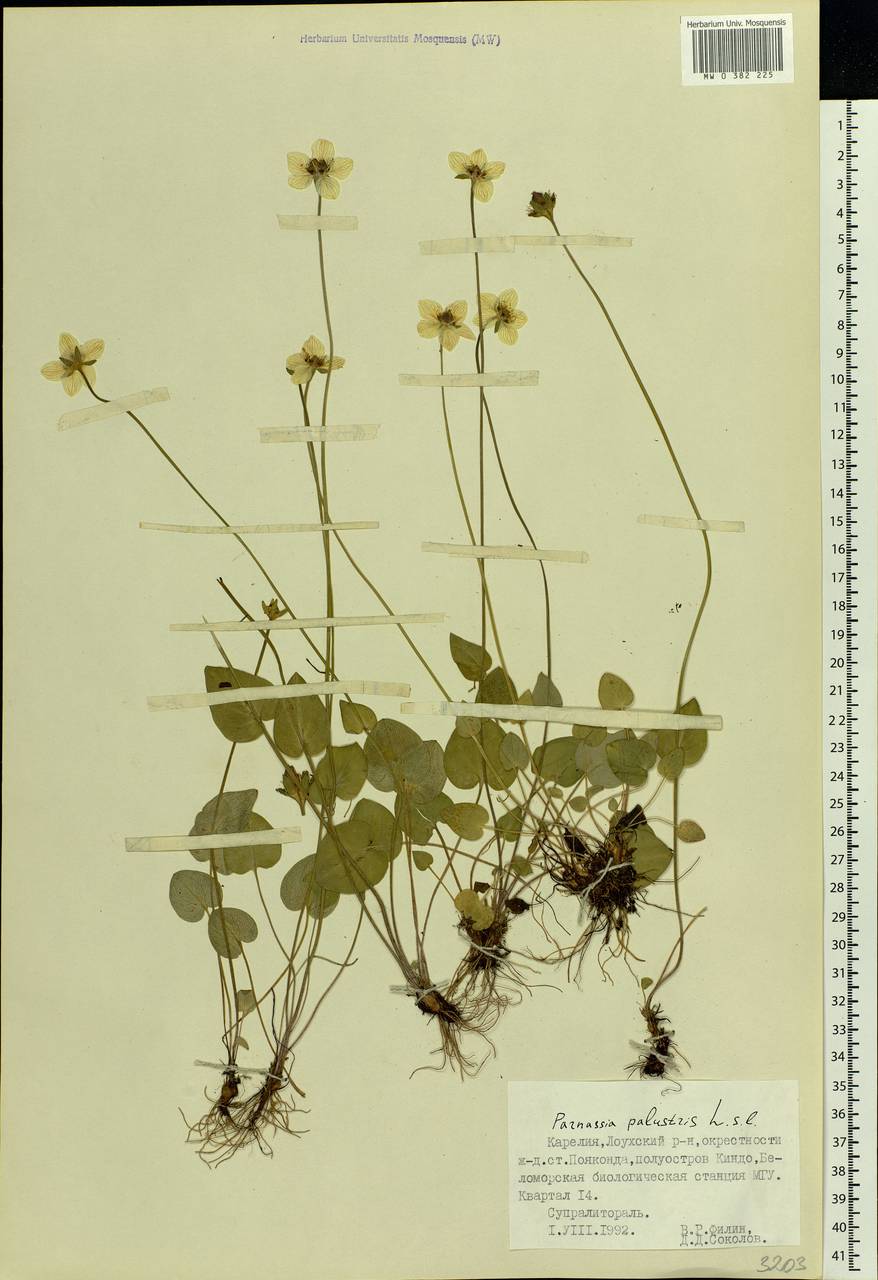 Parnassia palustris L., Eastern Europe, Northern region (E1) (Russia)