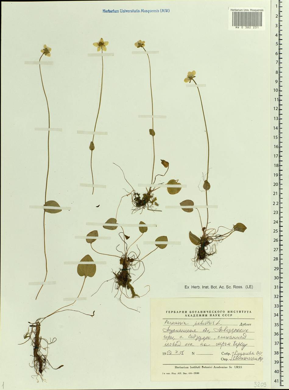 Parnassia palustris L., Eastern Europe, Northern region (E1) (Russia)