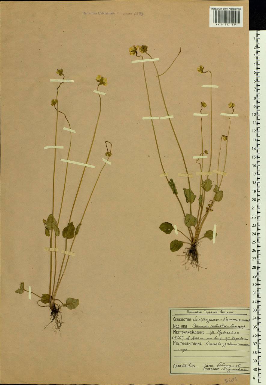 Parnassia palustris L., Eastern Europe, Northern region (E1) (Russia)