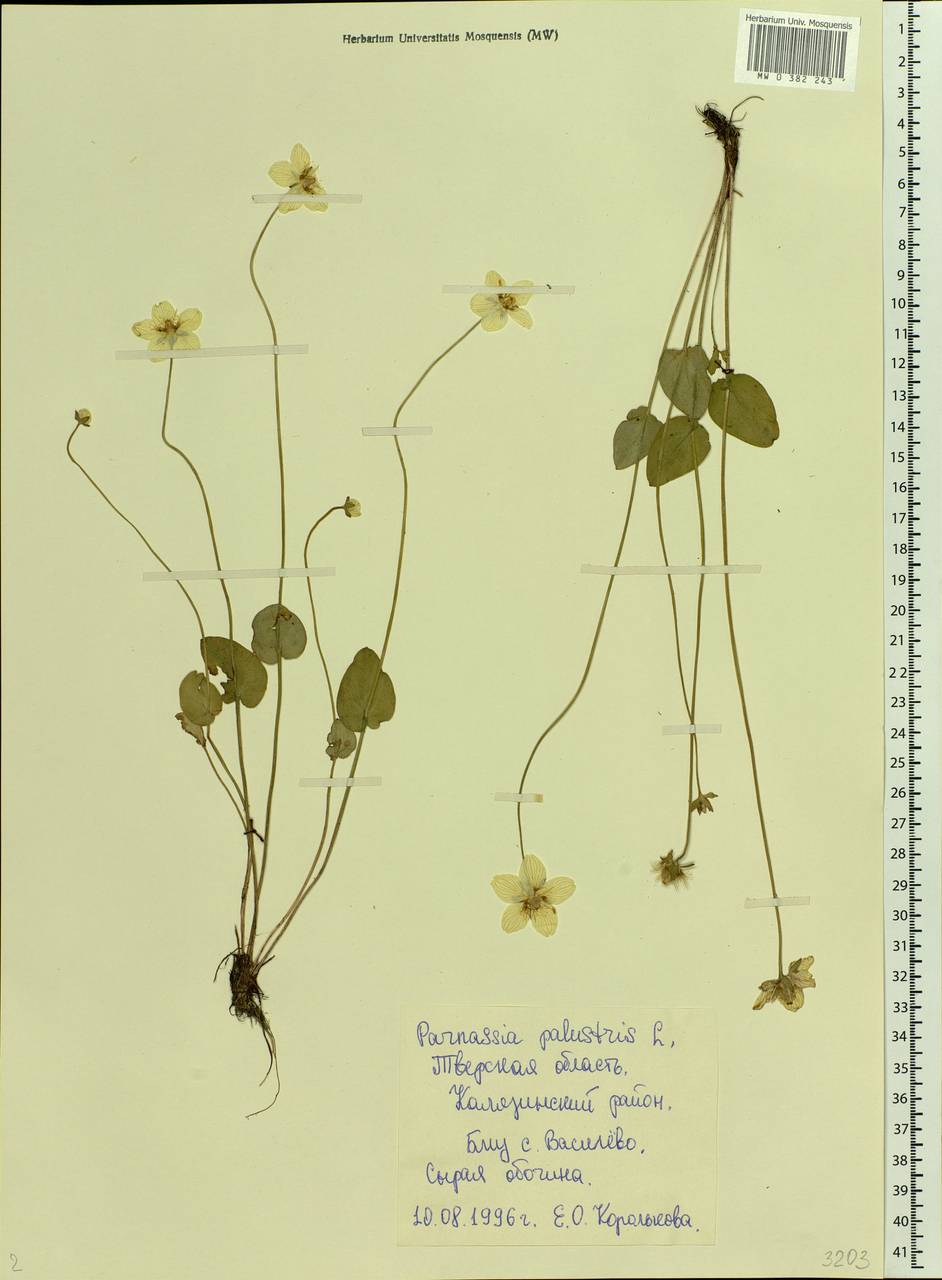 Parnassia palustris L., Eastern Europe, North-Western region (E2) (Russia)