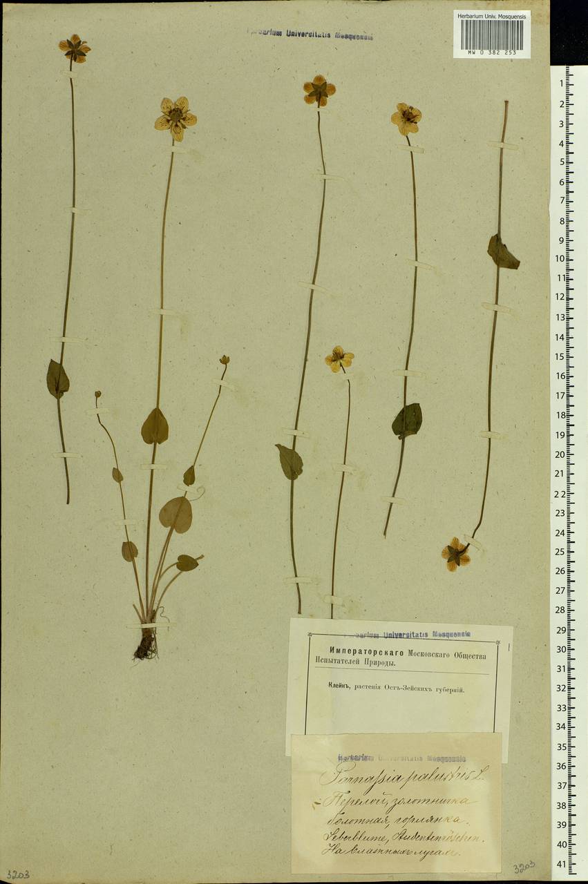 Parnassia palustris L., Eastern Europe, Latvia (E2b) (Latvia)
