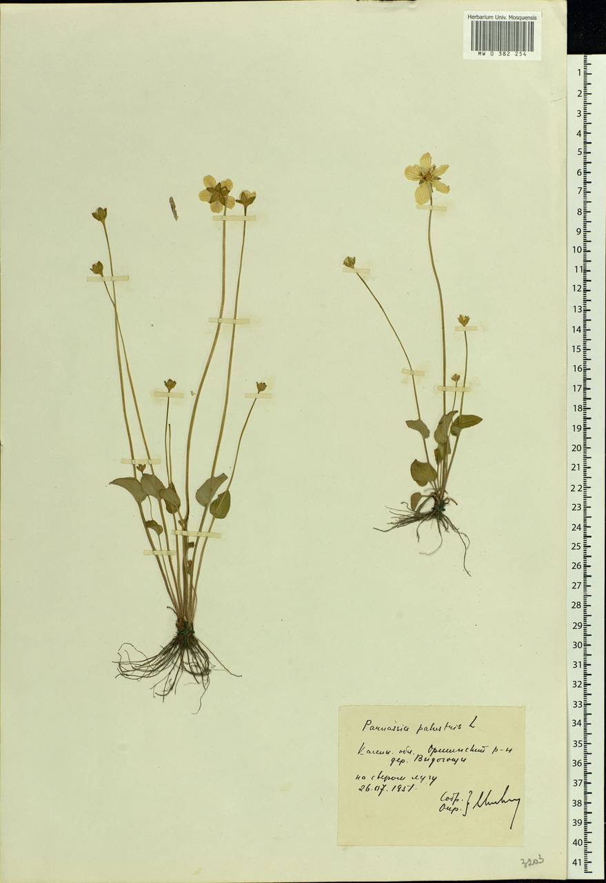 Parnassia palustris L., Eastern Europe, North-Western region (E2) (Russia)