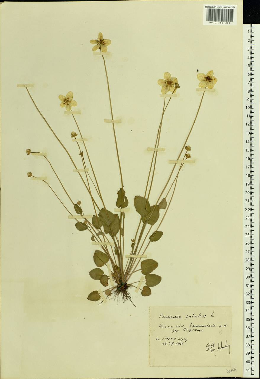 Parnassia palustris L., Eastern Europe, North-Western region (E2) (Russia)