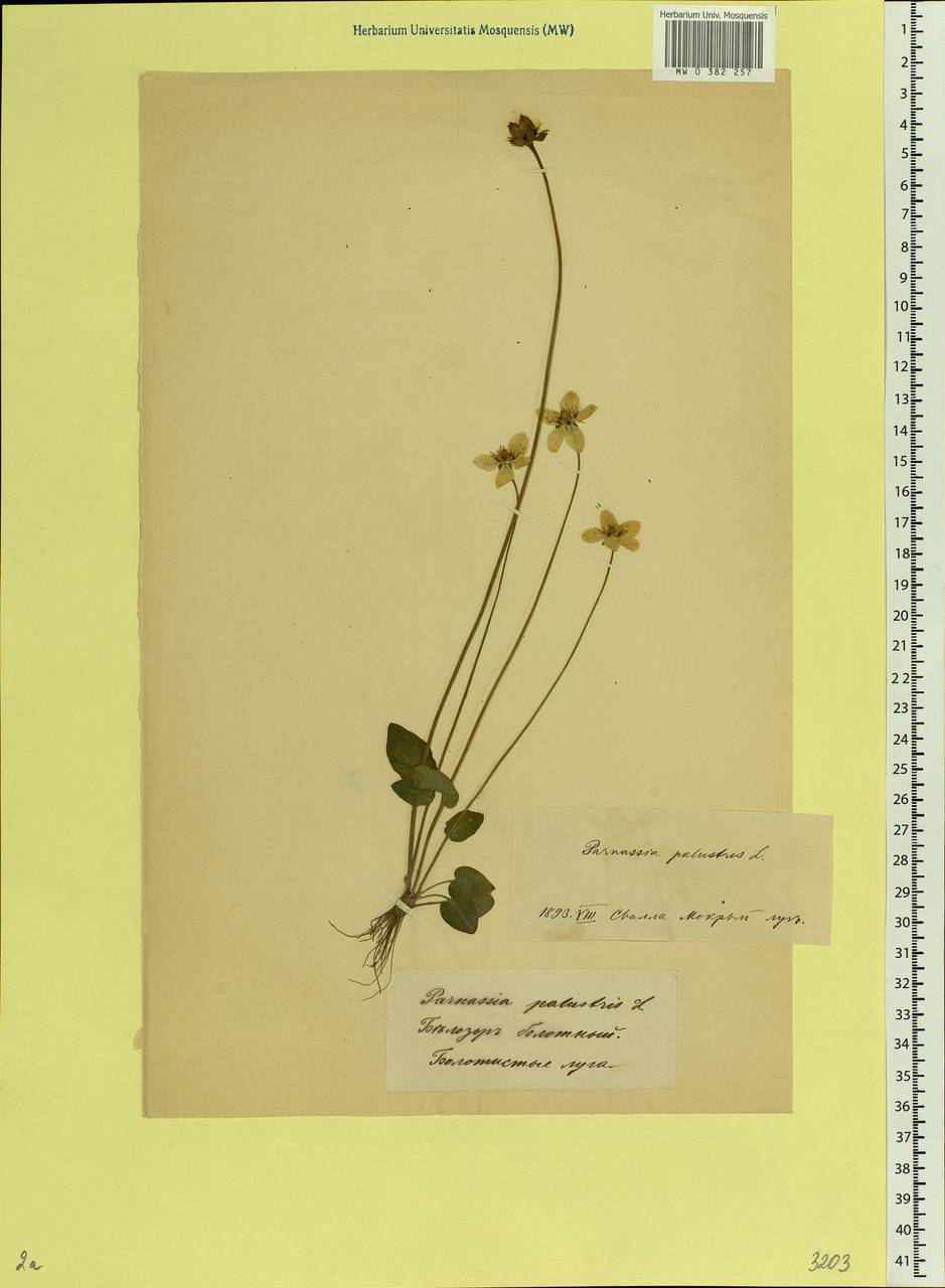 Parnassia palustris L., Eastern Europe, Belarus (E3a) (Belarus)
