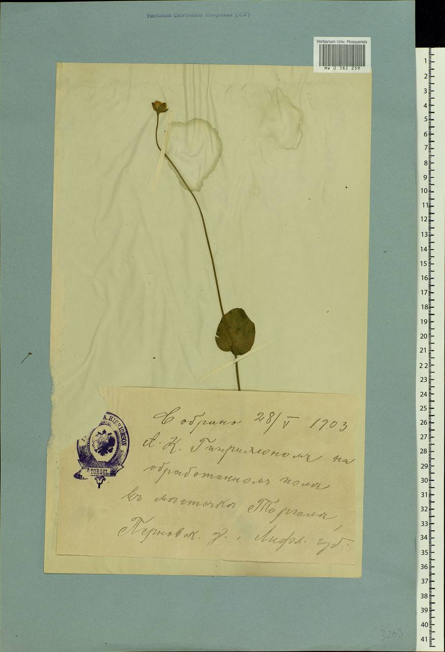 Parnassia palustris L., Eastern Europe, Estonia (E2c) (Estonia)