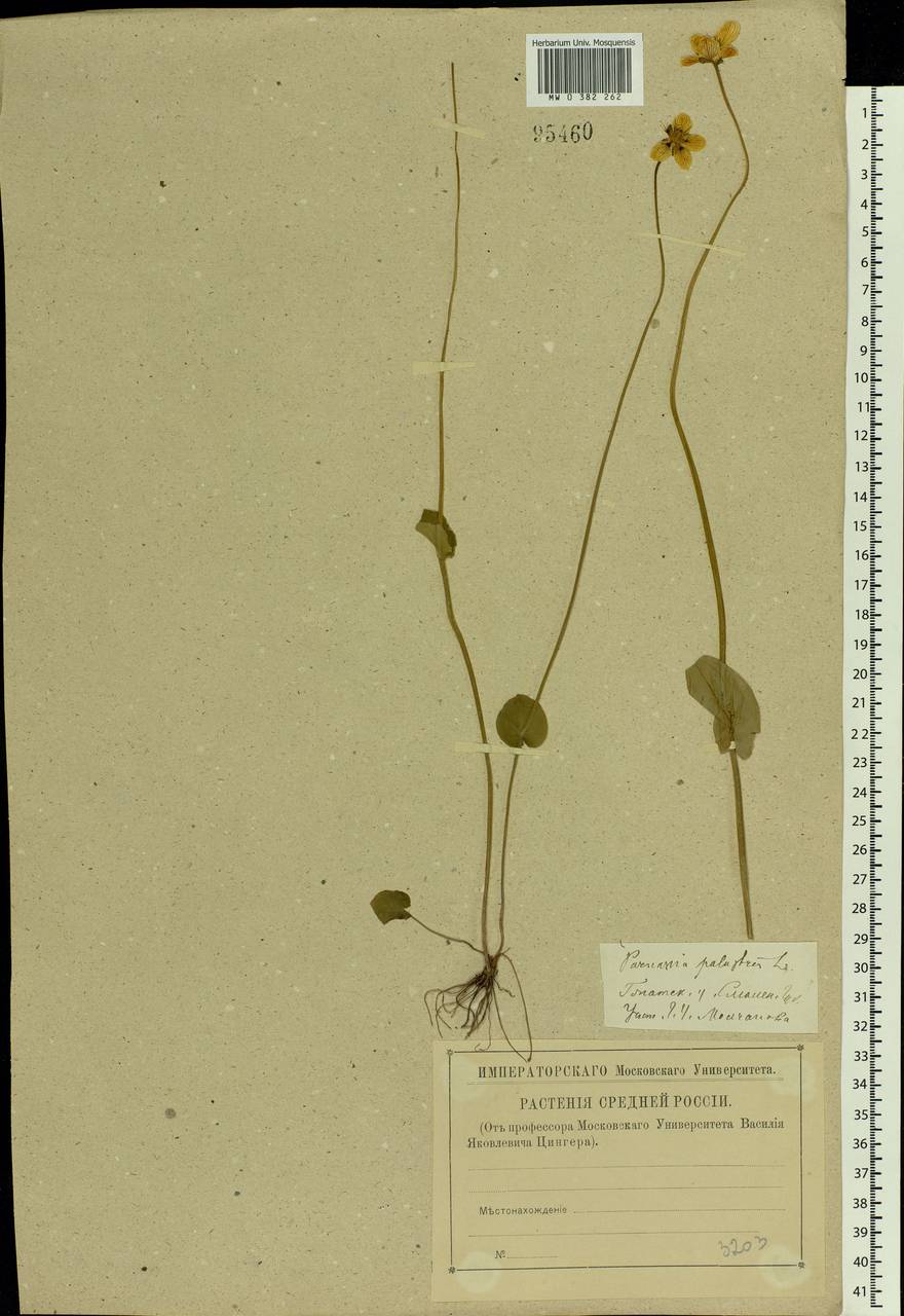 Parnassia palustris L., Eastern Europe, Western region (E3) (Russia)