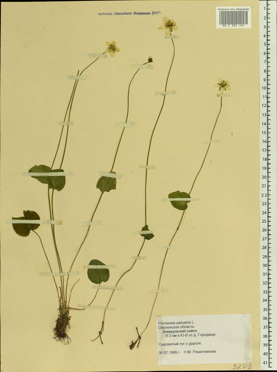 Parnassia palustris L., Eastern Europe, Western region (E3) (Russia)