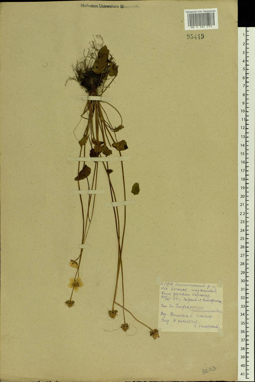 Parnassia palustris L., Eastern Europe, Belarus (E3a) (Belarus)